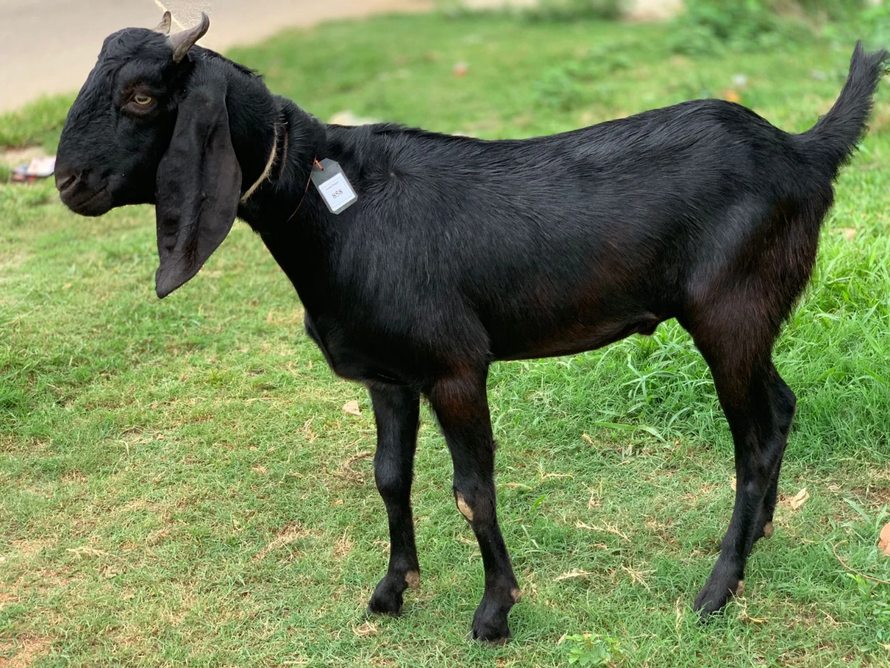 দেশী  ছাগল (37.1KG) 